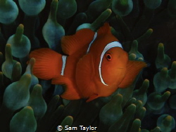 Baby Spinecheek Anemonefish by Sam Taylor 